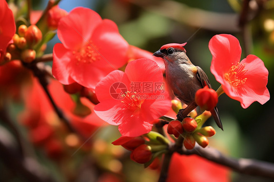 夏天花园中盛开的红色花朵图片