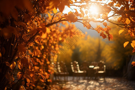 秋天的公园背景图片