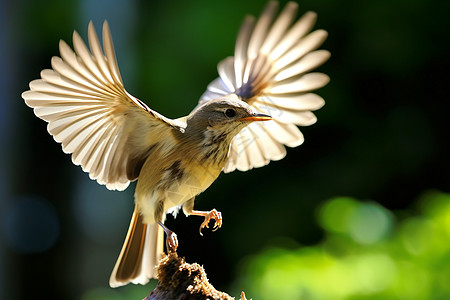 自然飞行的鸟类图片