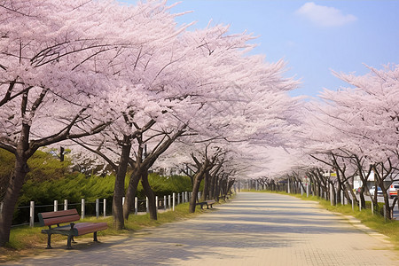 美丽的樱花树图片