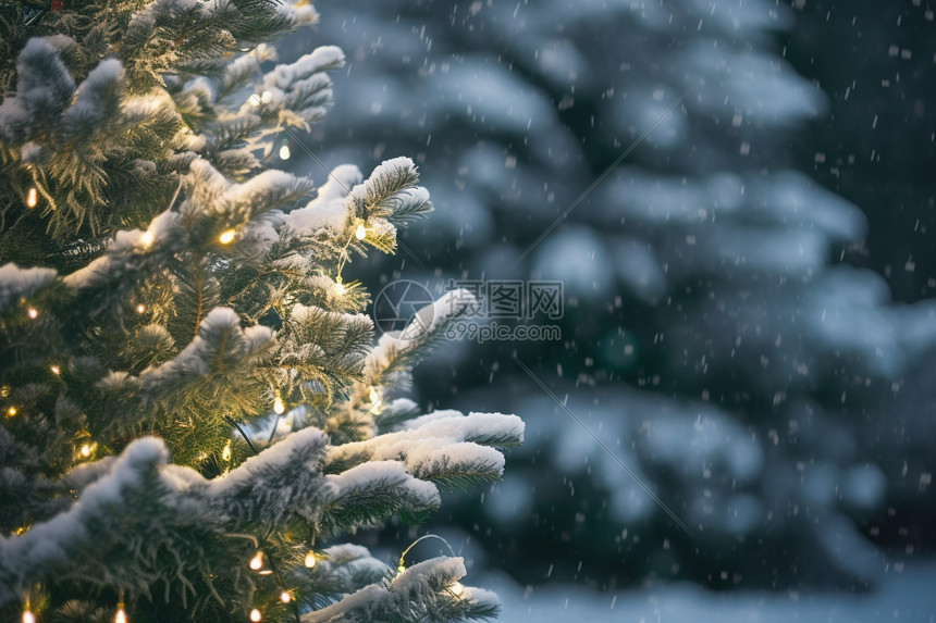 落有雪的叶子图片