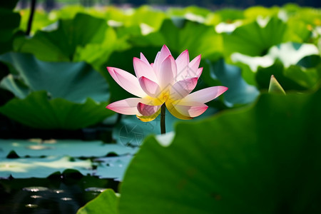 花园中美丽的莲花图片