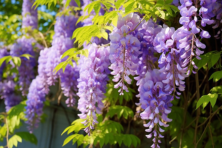 一串串紫藤花绽放的紫藤花背景