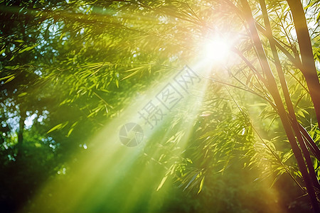 穿透阳光的树林图片