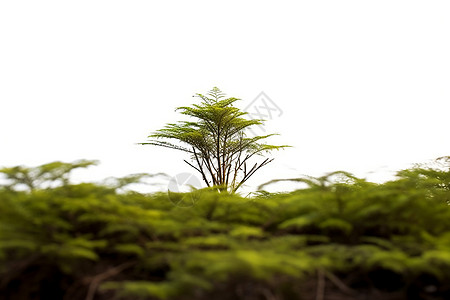 原生态生产的植物图片