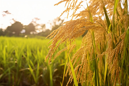 收获成长成熟收获的稻谷背景