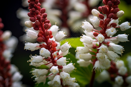 一串小白花图片