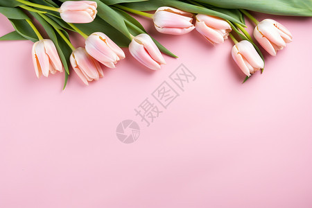 粉色背景中的郁金香图片