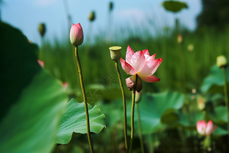 户外美丽的荷花图片