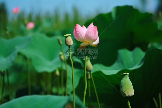 美丽的植物荷花图片