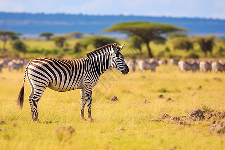 非洲草原上的斑马图片