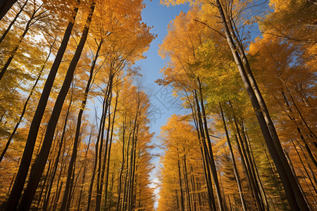 秋季下唯美的树林图片