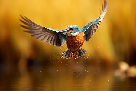 展翅飞行的翠鸟背景图片