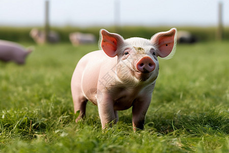 农田中放牧的猪崽图片