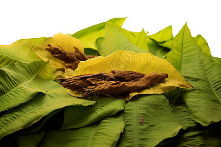 植物园中种植的尼古丁草药图片