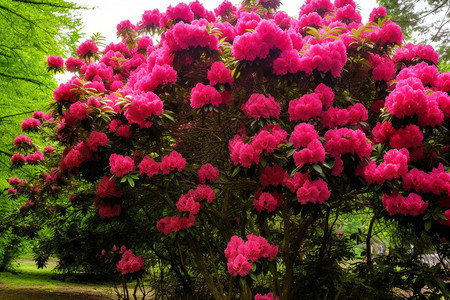 花园里美丽的鲜花图片