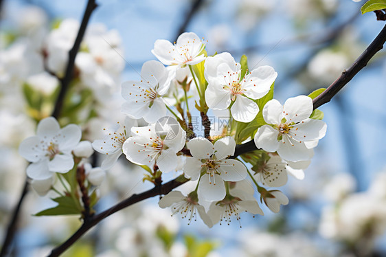 春天的梨花植物图片