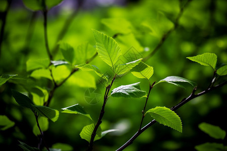 树林翠绿的叶子图片