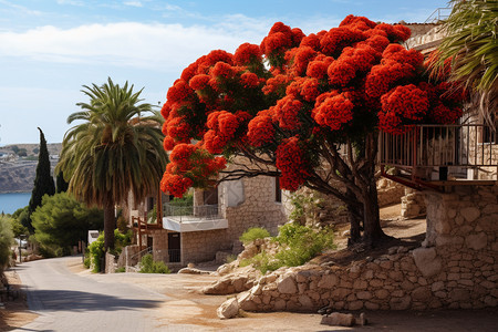 以色列的红色树木图片