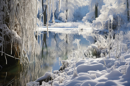 白色的冬季雪景图片