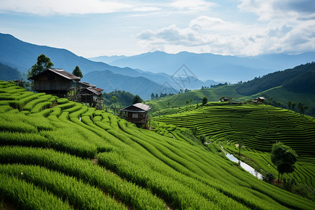 稻田景观绿色的梯田景观背景