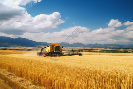 小麦收割的季节图片