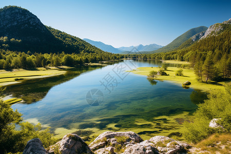 森林树木户外仙境般的山水背景