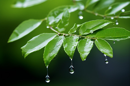 树叶水滴树上的水珠背景