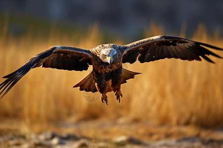 捕猎的飞鹰图片
