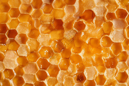健康营养的蜂蜜背景图片