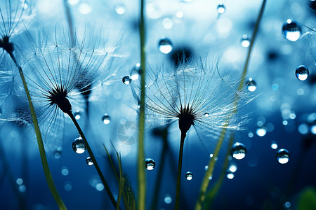 野生蒲公英雨后生长的蒲公英背景