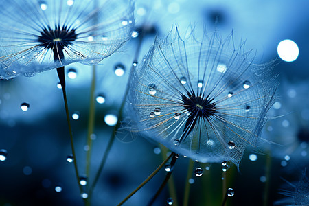 野生蒲公英沾满雨滴的蒲公英背景