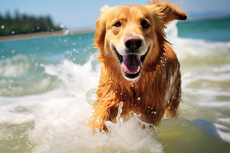 海滩上奔跑玩水的金毛犬高清图片