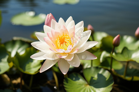 花园池塘中盛开的莲花图片