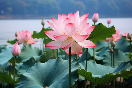 夏季池塘中盛开的莲花图片