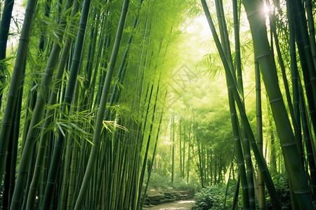 绿色竹林图片