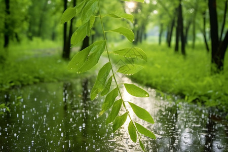 雨后的树叶图片