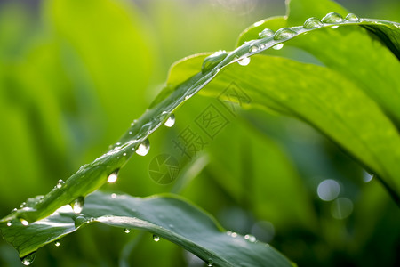 雨滴psd树叶上的雨背景