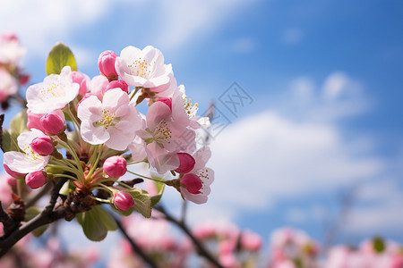 春天盛开的樱花花朵图片