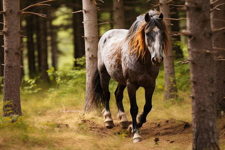森林中的马匹图片