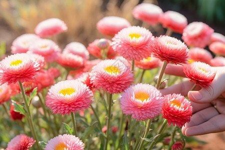 公园植物美丽粉红色花束图片
