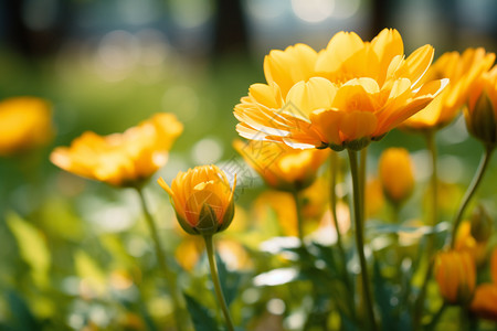 娇艳的黄色花朵高清图片