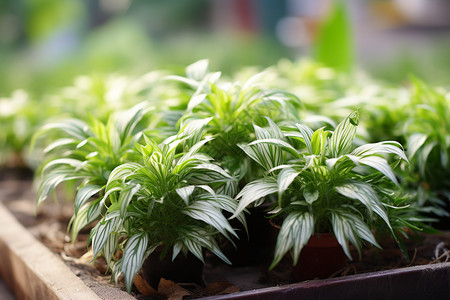 茂盛的绿植背景图片