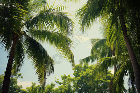 热带棕榈树森林图片