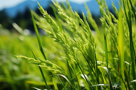 绿色的水稻图片