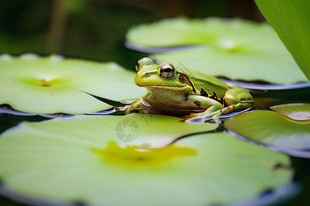 夏天池塘青蛙荷叶上的青蛙背景