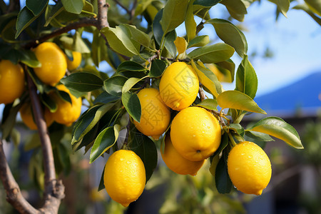 柠檬树种植柠檬果园高清图片