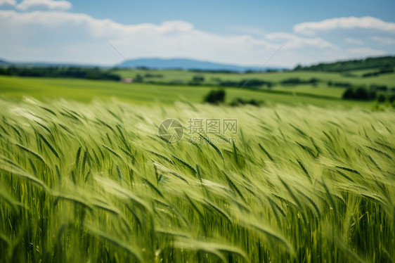 芒种时节小麦作物图片