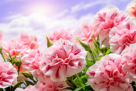 创意美感的康乃馨花朵图片
