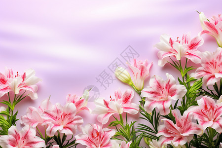 艺术感的康乃馨花朵背景图片